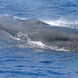 Scientists Identify New Whale Species In Gulf Of Mexico