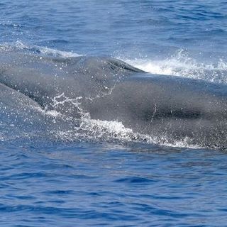 Scientists Identify New Whale Species In Gulf Of Mexico