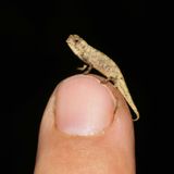 World's smallest reptile fits on your fingertip