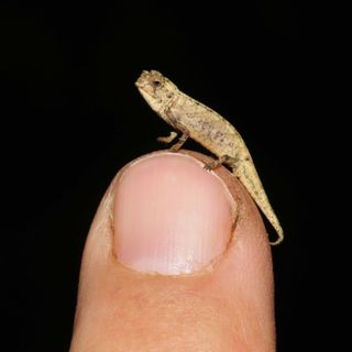 World's smallest reptile fits on your fingertip