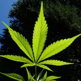 Virginia Marijuana Legalization Bills Sail Though Committees As Key Friday Deadline Nears