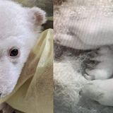 Michigan zoo announces birth of 2 polar bear cubs for first time in decades