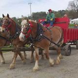 Columbia’s Mule Day 2021 cancelled due to COVID-19 concerns