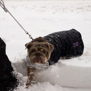 Fact: These NYC Dogs Are Lovin' All This Snow