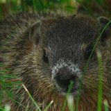 Buckeye Chuck predicts early spring