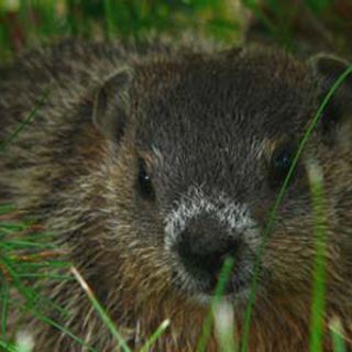 Buckeye Chuck predicts early spring