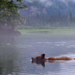 Where Now Grizzly Bear? | Hakai Magazine