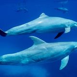 A Dolphin Double Whammy | Hakai Magazine