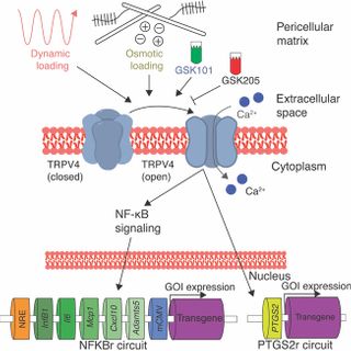 A synthetic mechanogenetic gene circuit for autonomous drug delivery in engineered tissues