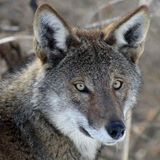 Zoo transforming land in Franklin County for conservation habitat for American red wolves