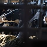 Wisconsin Dairy Groups Send Mixed Signals To White House On Trade Dispute With Canada