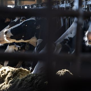 Wisconsin Dairy Groups Send Mixed Signals To White House On Trade Dispute With Canada