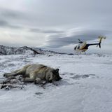 Gray wolf found in north-central Colorado gets GPS tracking collar