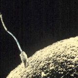 Compound isolated from human sperm could treat genetic disorder