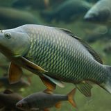 Australian government may use herpes virus to control invasive carp