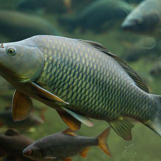 Australian government may use herpes virus to control invasive carp