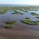 Salt marsh fairy circles go from rings to bullseyes to adapt to stress