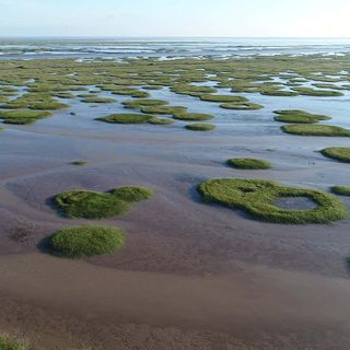 Salt marsh fairy circles go from rings to bullseyes to adapt to stress