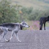 The life of Riley, former leader of once-mighty Denali wolf pack, reaches its end