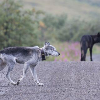 The life of Riley, former leader of once-mighty Denali wolf pack, reaches its end