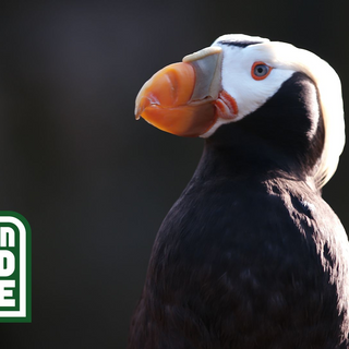 Bird lovers helping to learn why Haystack Rock puffin numbers are falling