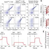 An ultrapotent synthetic nanobody neutralizes SARS-CoV-2 by stabilizing inactive Spike