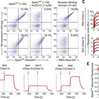 An ultrapotent synthetic nanobody neutralizes SARS-CoV-2 by stabilizing inactive Spike