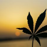 Mississippi's medical marijuana mess