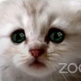 That cat Zoom filter is almost impossible to find. Here's why