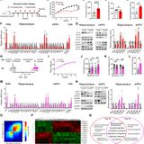 Sperm microRNAs confer depression susceptibility to offspring