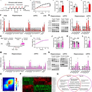 Sperm microRNAs confer depression susceptibility to offspring