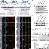 The kinetoplastid-specific phosphatase KPP1 attenuates PLK activity to facilitate flagellum inheritance in Trypanosoma brucei