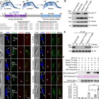 The kinetoplastid-specific phosphatase KPP1 attenuates PLK activity to facilitate flagellum inheritance in Trypanosoma brucei