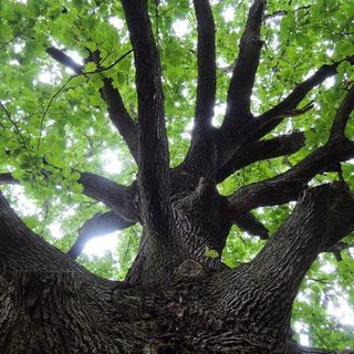 Nearly one-third of all oak species threatened with extinction, report says