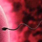 Selfish sperm genes 'poison' the competition for the win
