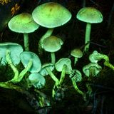 Fungi create genes to "win over" their plant friends and neighbors