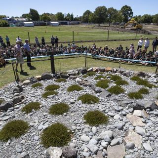 Christchurch schoolkids helping save butterfly on the verge of extinction