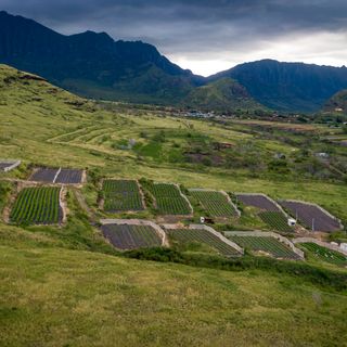 Hawaii Grown: The Islands' Pastures And Croplands