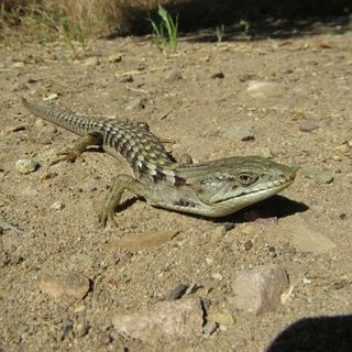 California’s Elusive Urban Lizards Can’t Hide From Citizen Scientists