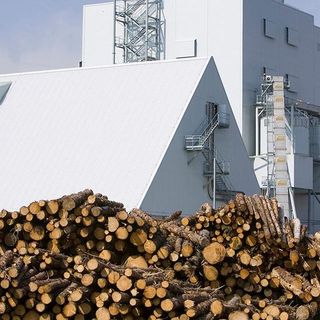 500+ Scientists Demand Stop to Tree Burning as Climate Solution - EcoWatch