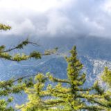 Three of World's Largest Sugar Pine Trees Are Found in California