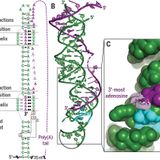 RNA stabilization by a poly(A) tail 3′-end binding pocket and other modes of poly(A)-RNA interaction