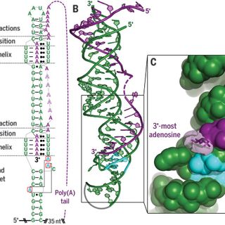 RNA stabilization by a poly(A) tail 3′-end binding pocket and other modes of poly(A)-RNA interaction