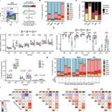 Single-cell analysis of human B cell maturation predicts how antibody class switching shapes selection dynamics