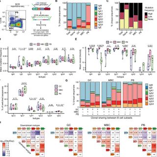 Single-cell analysis of human B cell maturation predicts how antibody class switching shapes selection dynamics