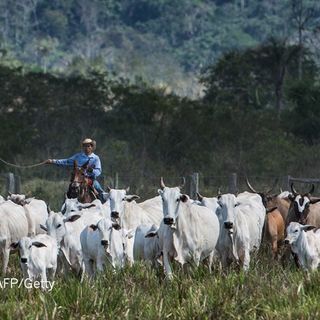 Eat less meat: UN climate-change report calls for change to human diet