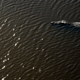 Alligator mating season is here -- this is what you need to know