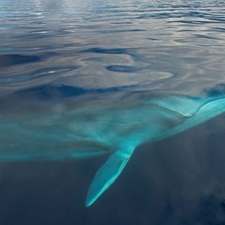 Whale Song Echoes Help Scientists Map the Ocean Floor