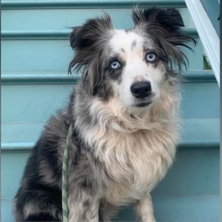 Dog stolen outside San Francisco grocery store found after 4 months