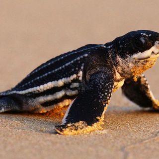 Sea turtles thriving in Thailand after beach closures